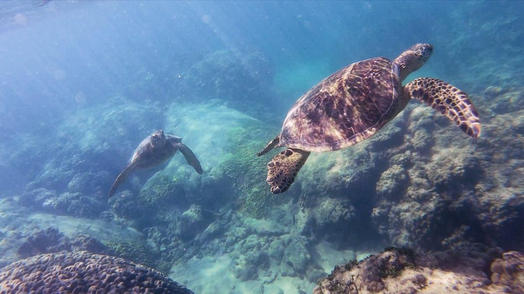 sea turtle swimming ocean hawaii conservation donation gyotaku